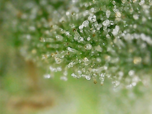 GB 8-3-24 F72 trichs (5).jpg