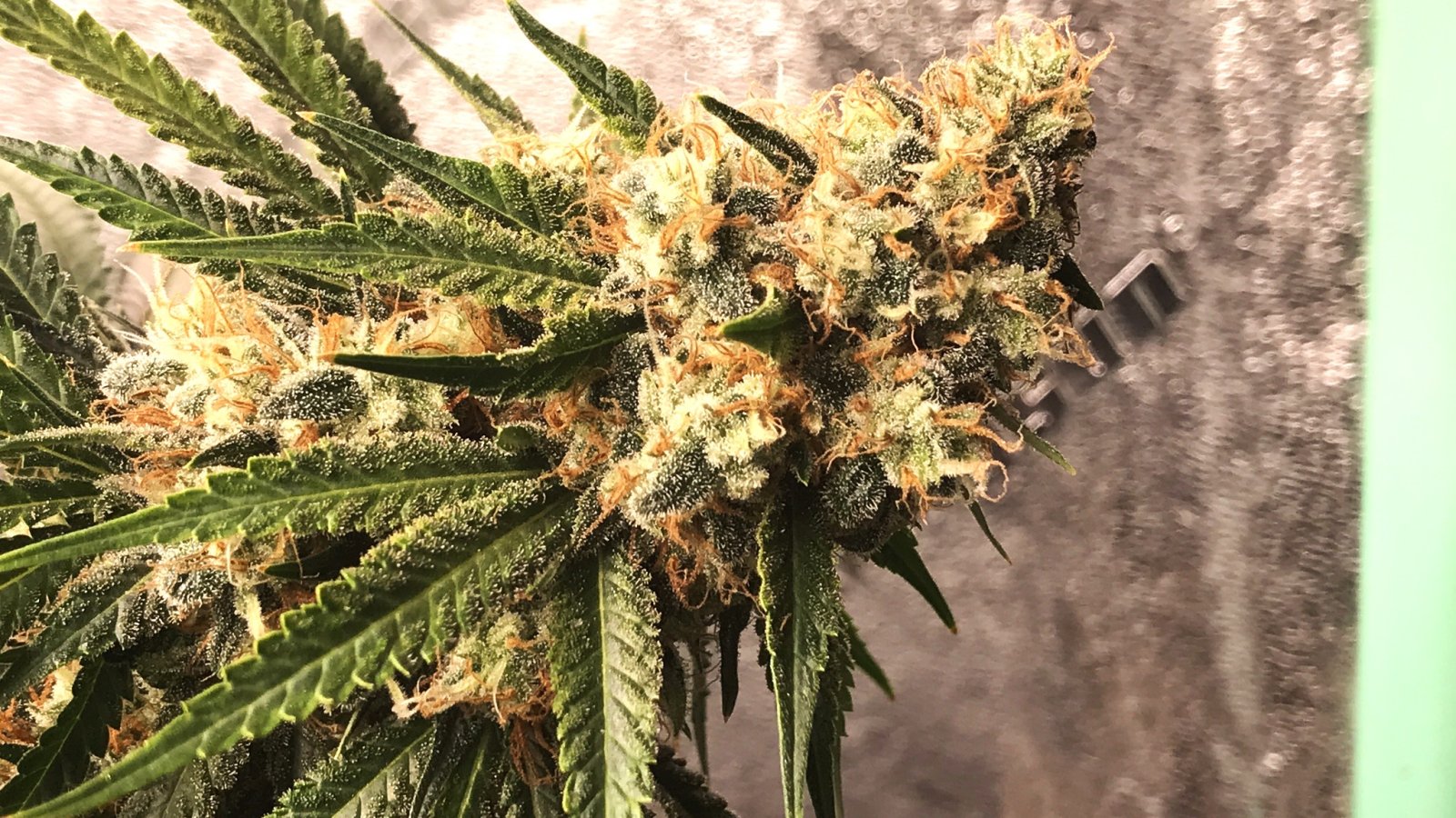 GDB1 bud 12-26-22 F56.JPG