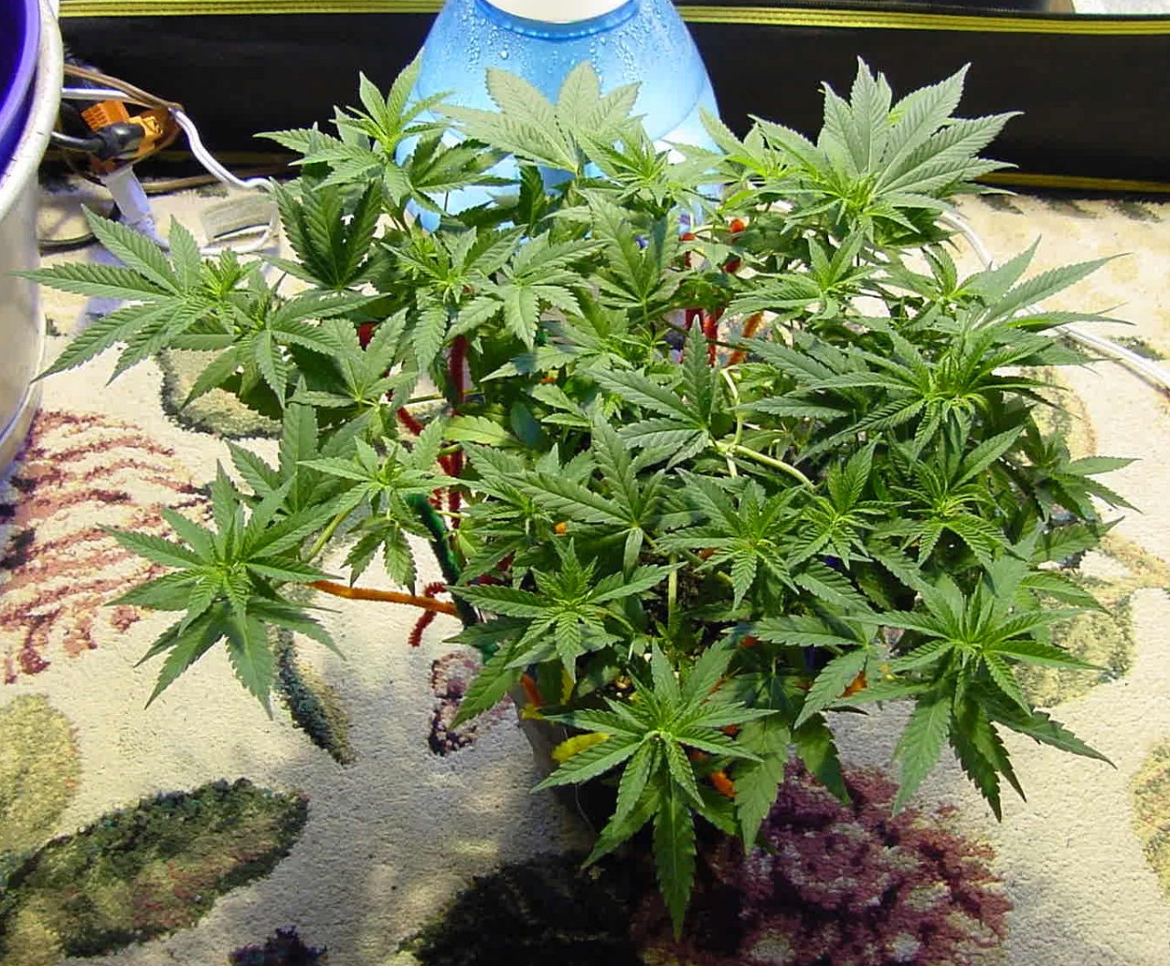 gdp_veg_day35_front_2a.jpg