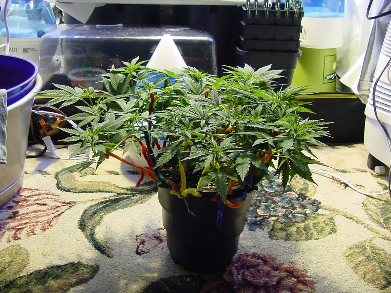 gdp_veg_day35_front_3a.jpg