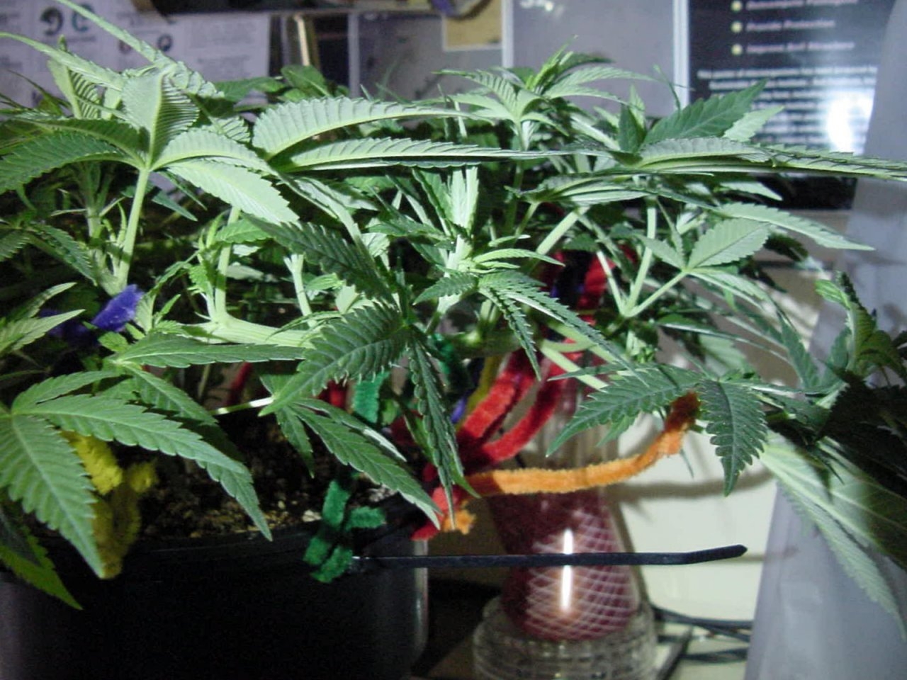 gdp_veg_day35_front_4close.jpg