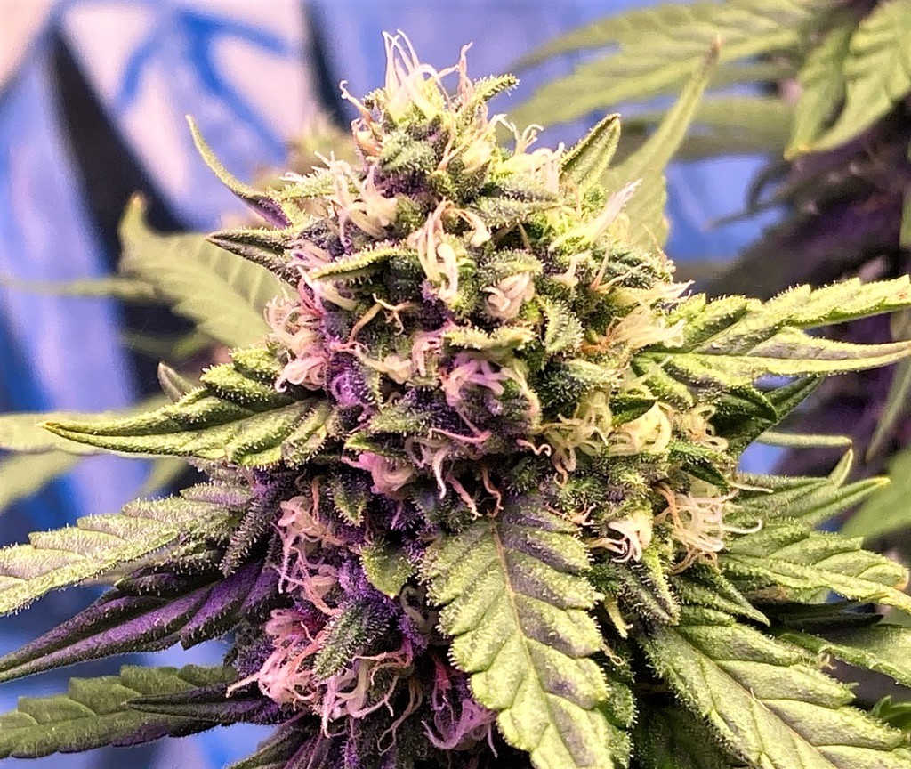 Gelato bud 11 11 .jpg