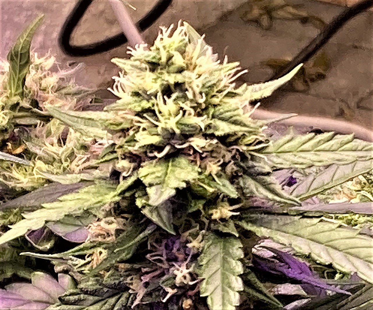 Gelato bud 11 5.jpg