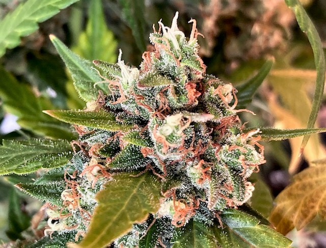 Gelato bud looking rather exotic.jpg