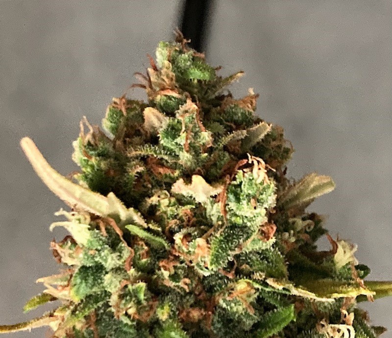 Gelato hung bud 1.jpg