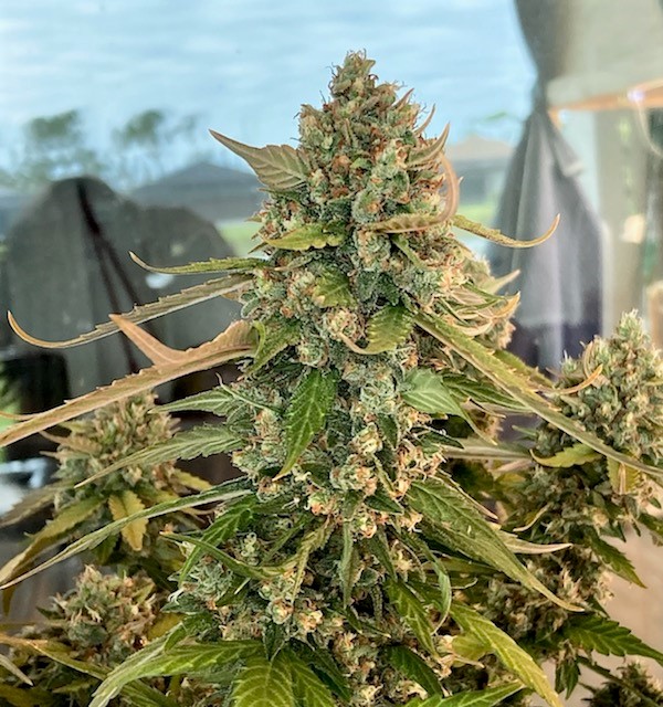 Gelato real color cola 1.jpg