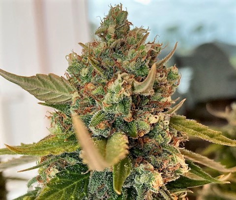 Gelato real color cola 2.jpg