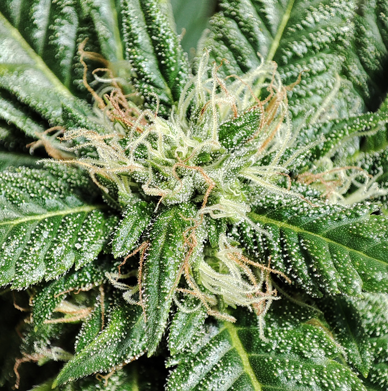 gelato_flower1.jpg