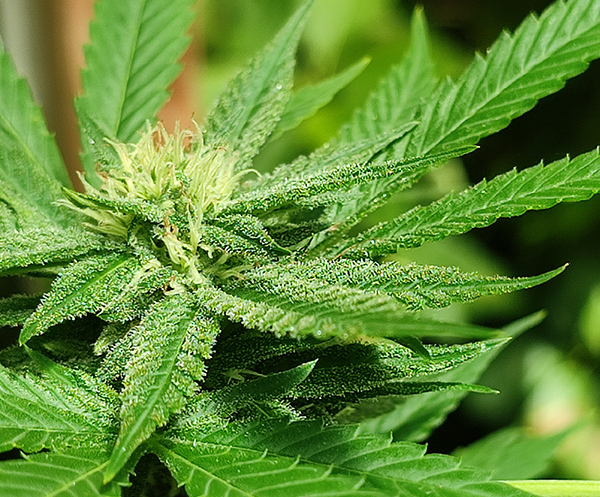 gelato_flower2.jpg