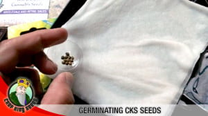 Germination 1 300x168 1, Crop King Seeds