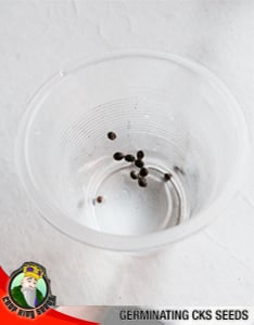 Germination, Crop King Seeds