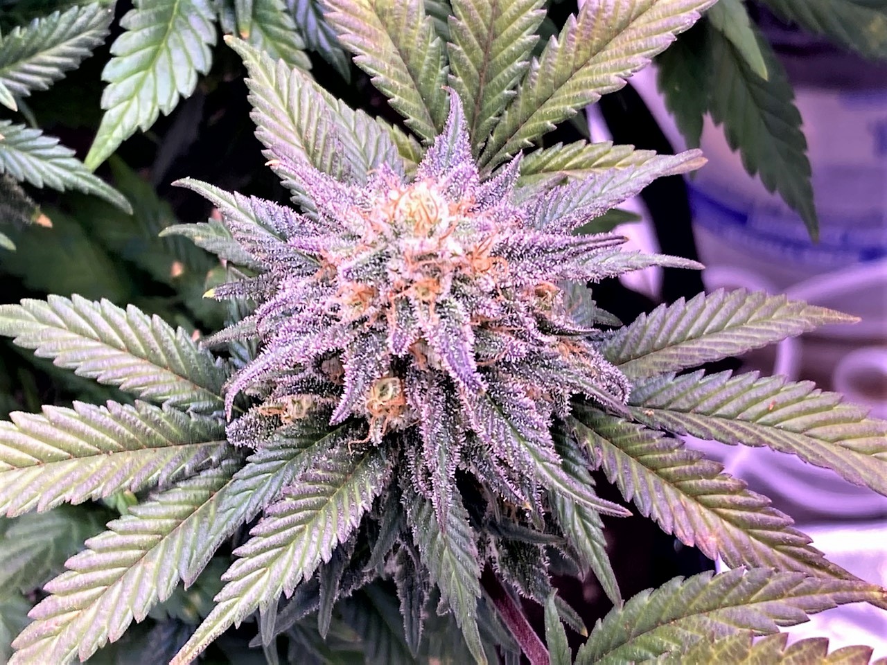 Ghost BUD 11 20.jpg