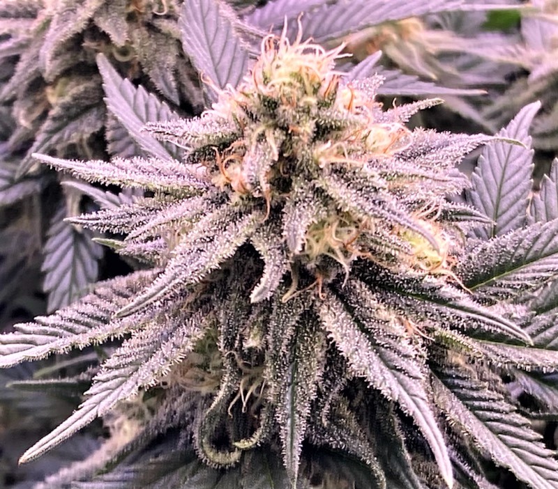 Ghost Train Haze bud 11 5.jpg