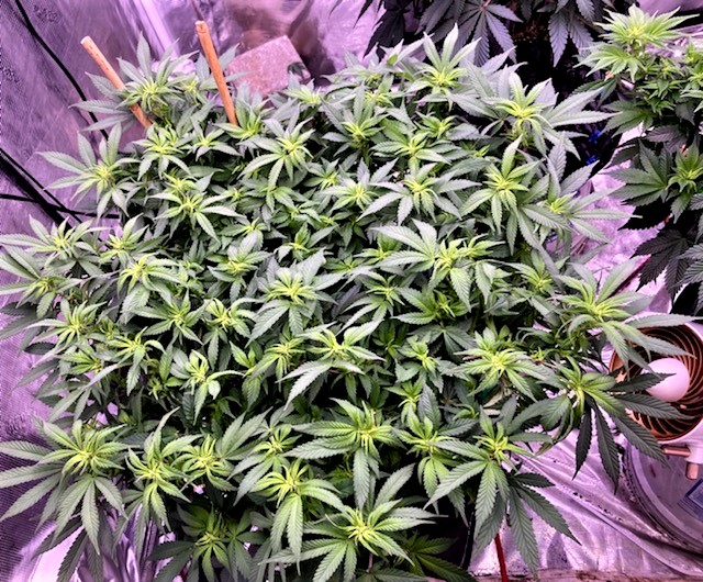 Ghost Train Haze Final Stretch Defoliation October 2.jpg