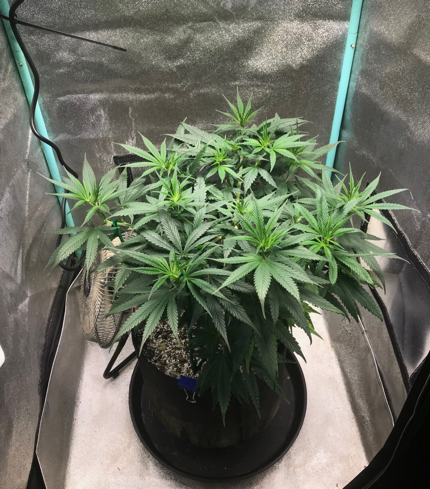 GM clone 3-18-23 F9.jpg