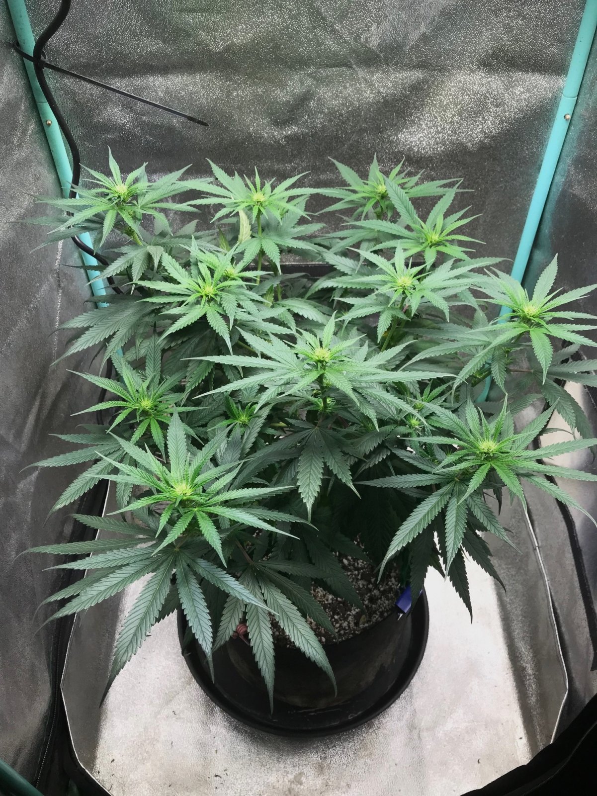 GM clone 3-24-23 F15.jpg