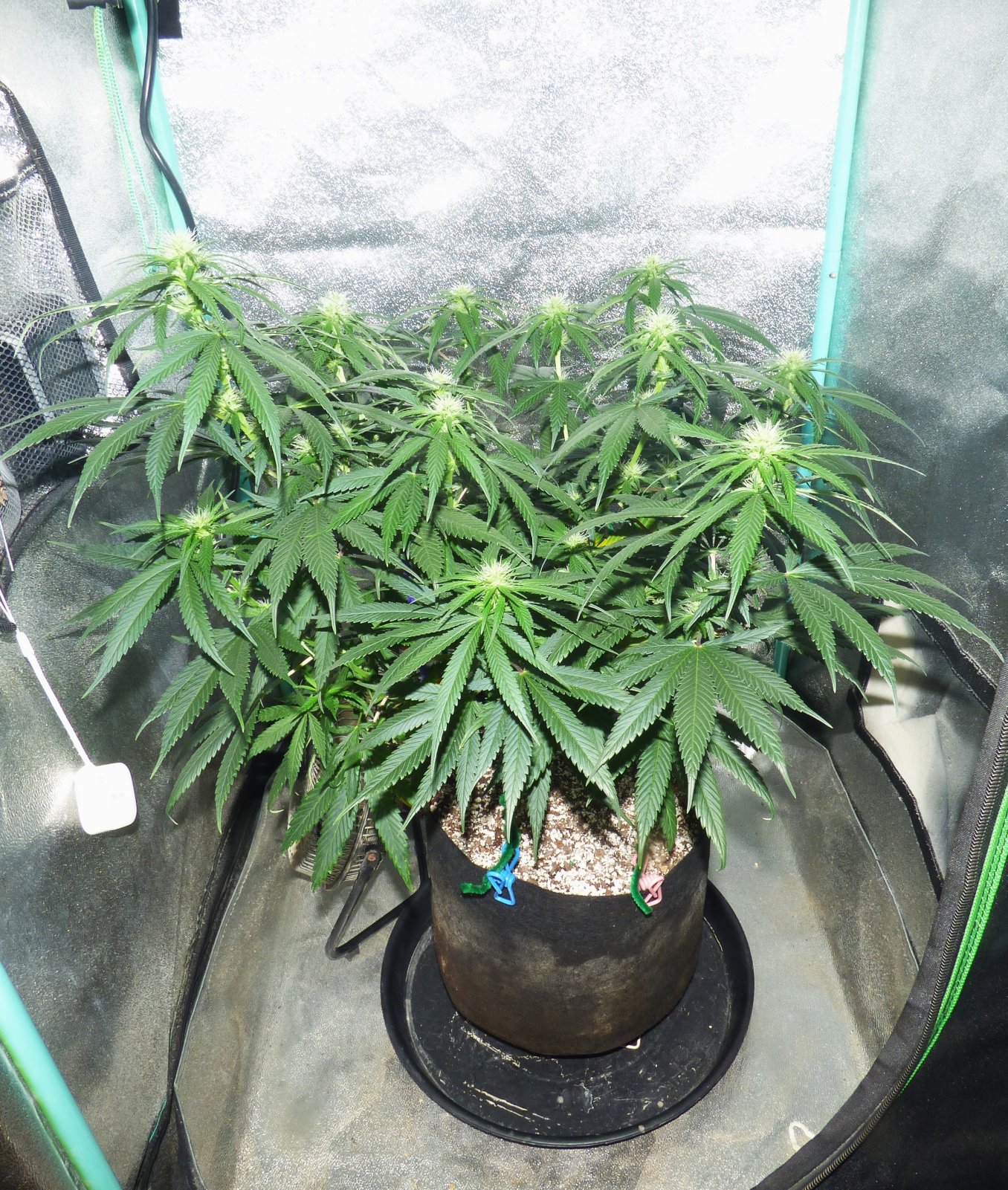 GM clone 3-29-23 F20.JPG