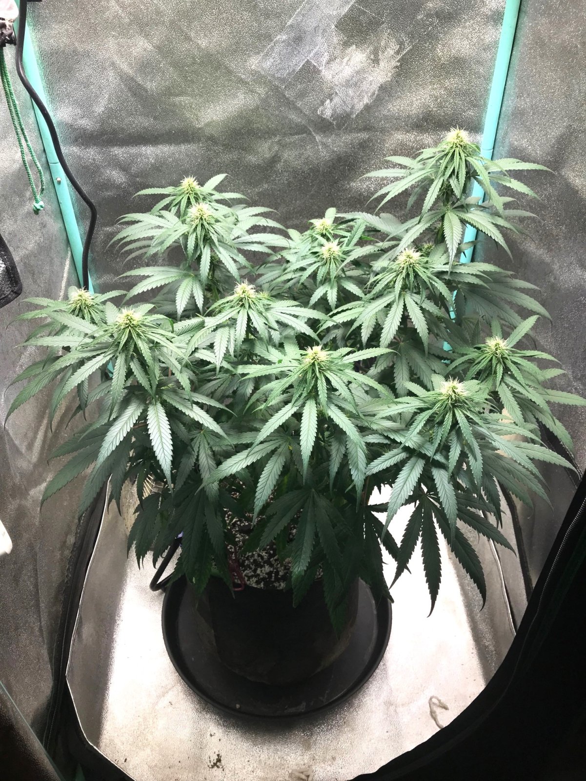 GM Clone 3-31-23 F22.jpg