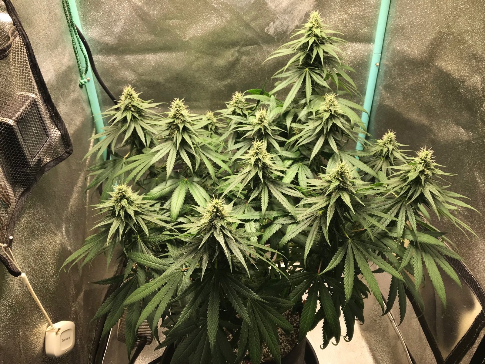 GM clone 4-12-23 F34.jpg