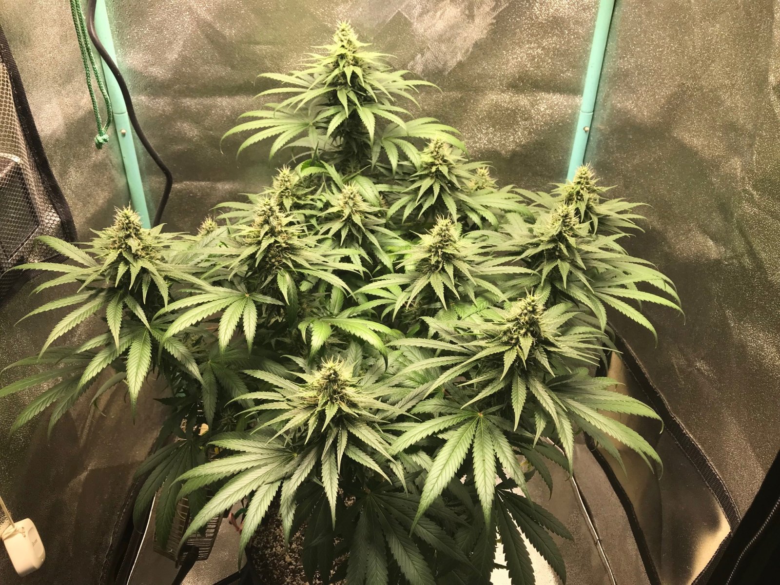 GM clone 4-16-23 F38.jpg