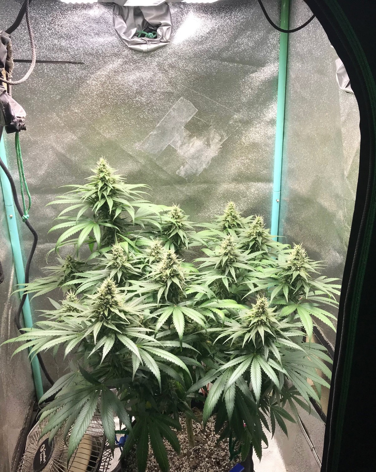 GM clone 4-19-23 F41.jpg