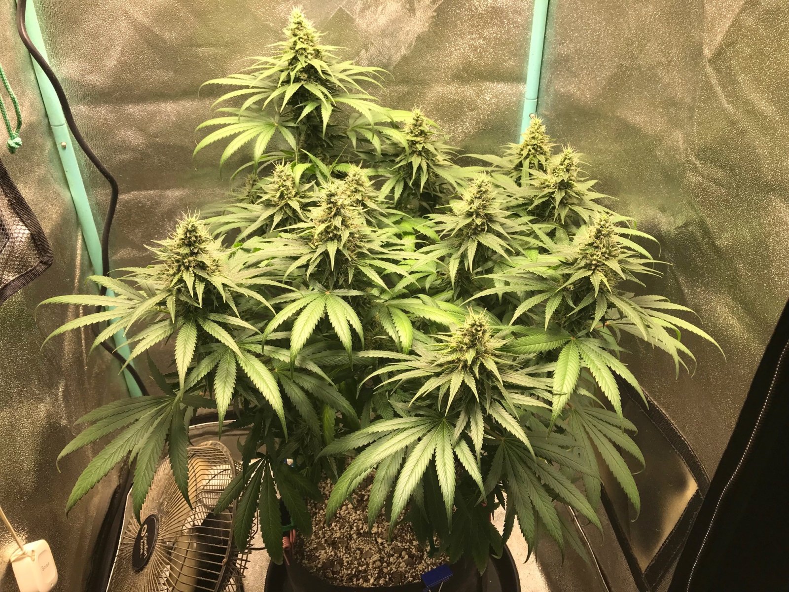 GM clone 4-21-23 F43.jpg