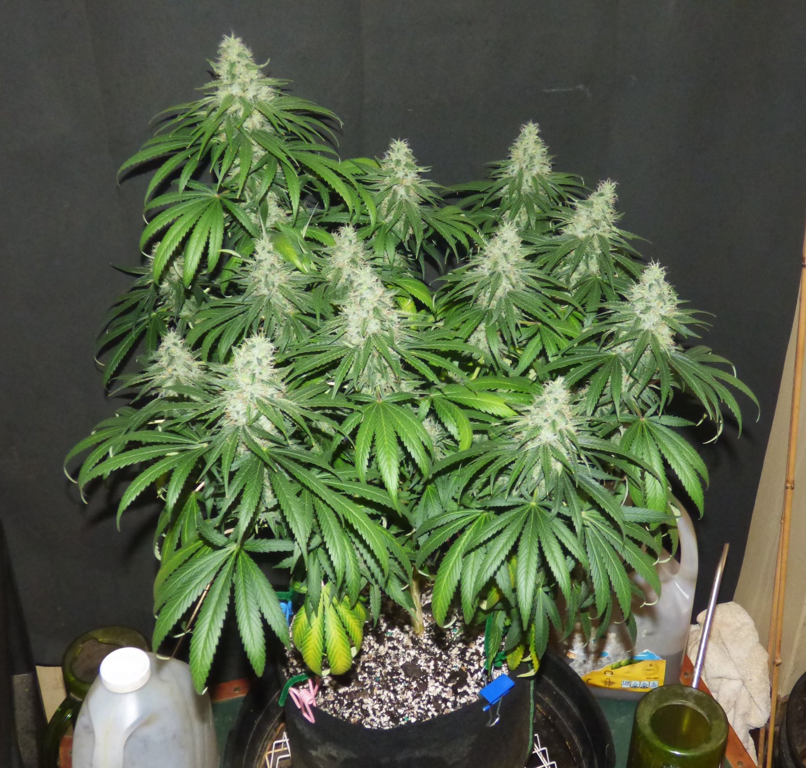 GM clone 4-28-23 F50.JPG