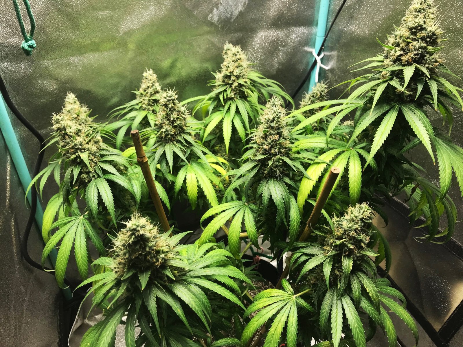 GM clone 5-11-23 F62.jpg