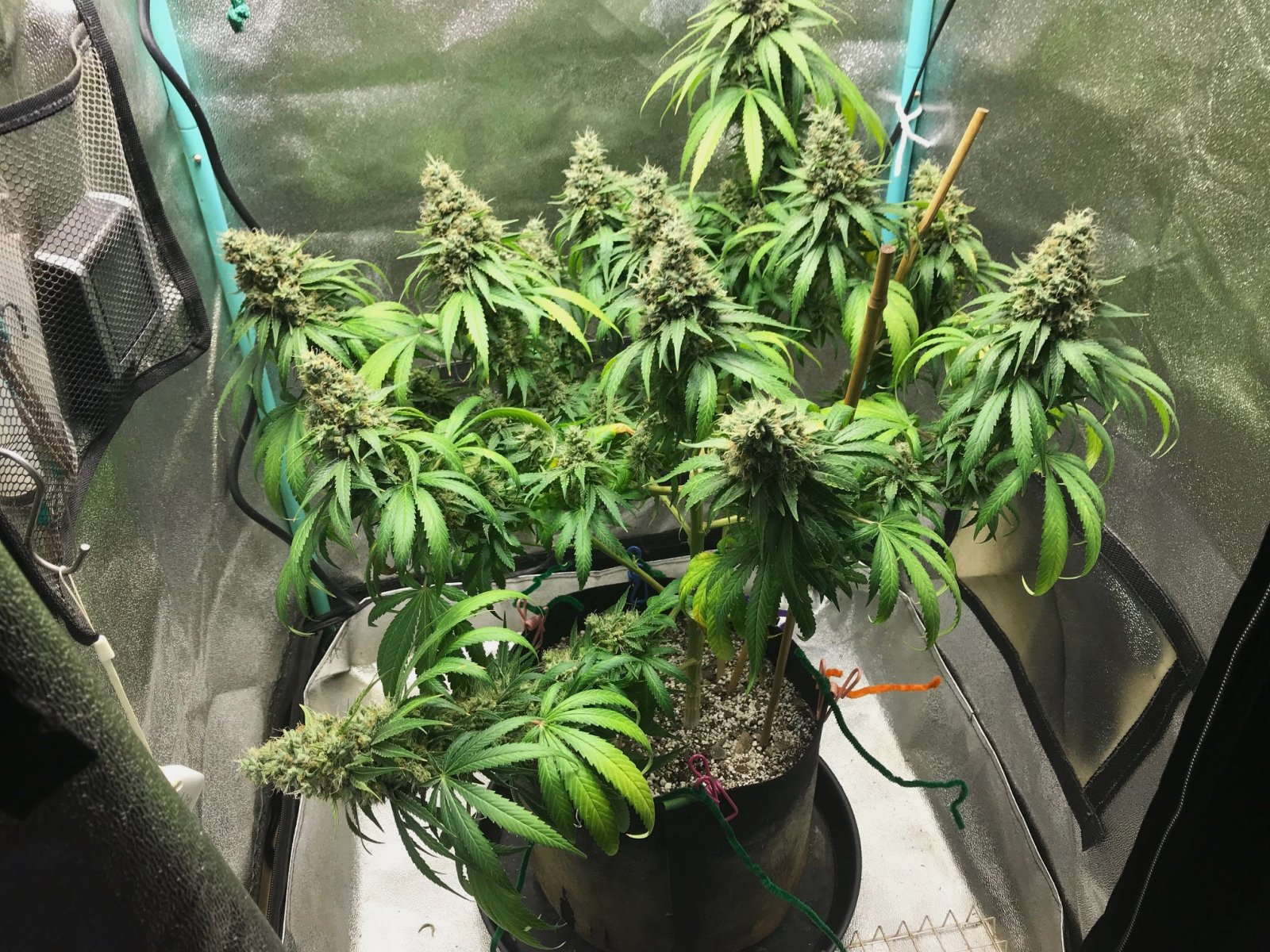 GM clone 5-14-23 F65.jpg