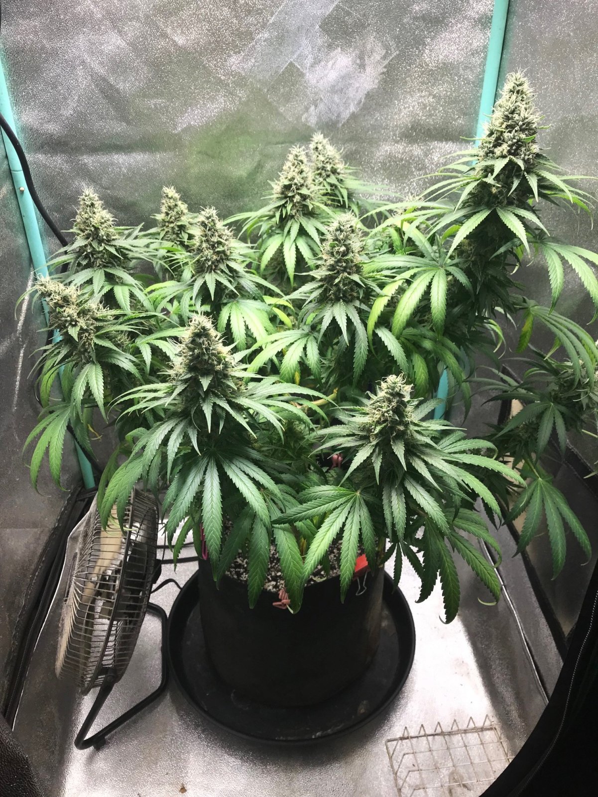 GM clone 5-2-23  F54.jpg