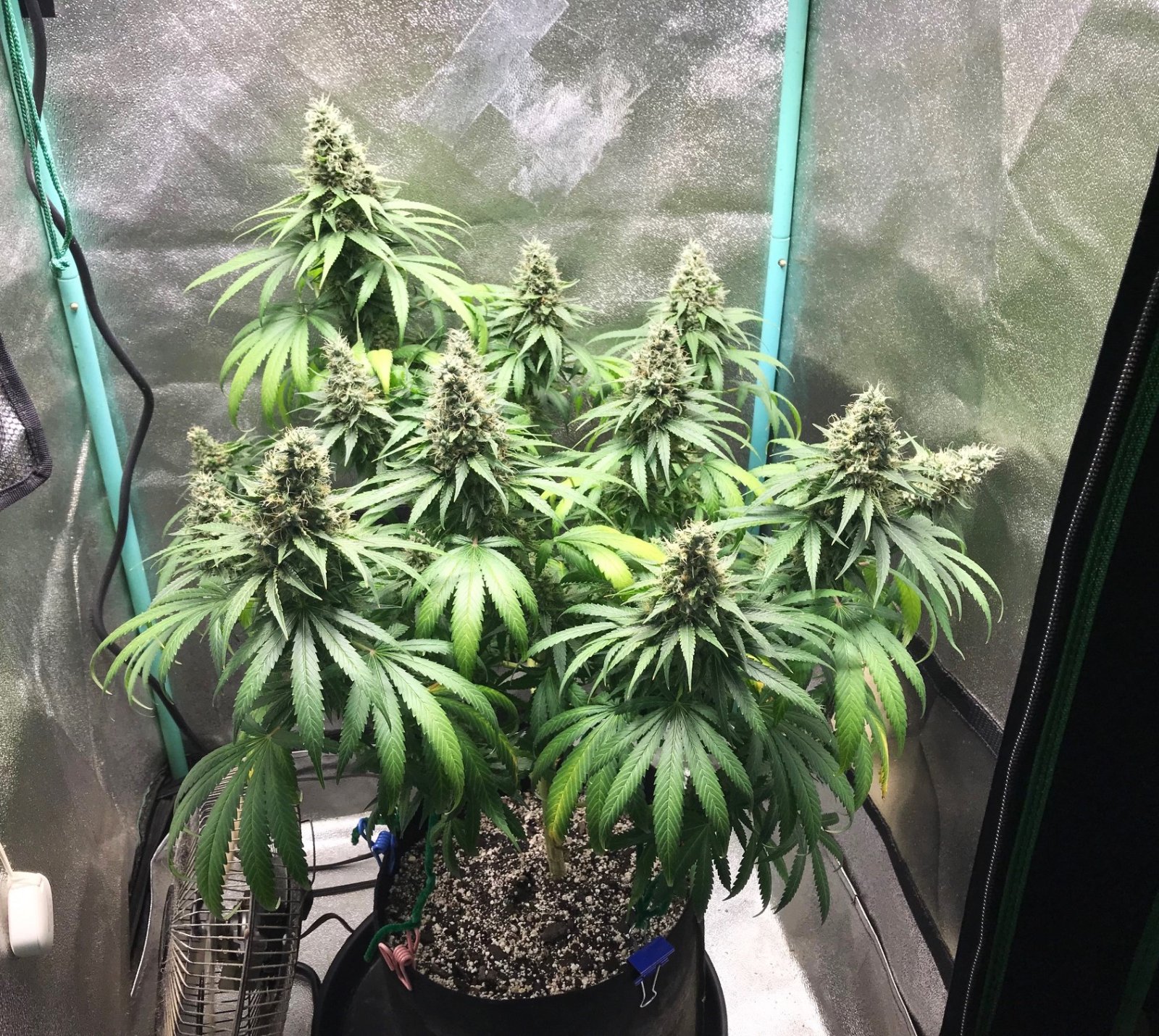 GM clone 5-5-23 F56.jpg