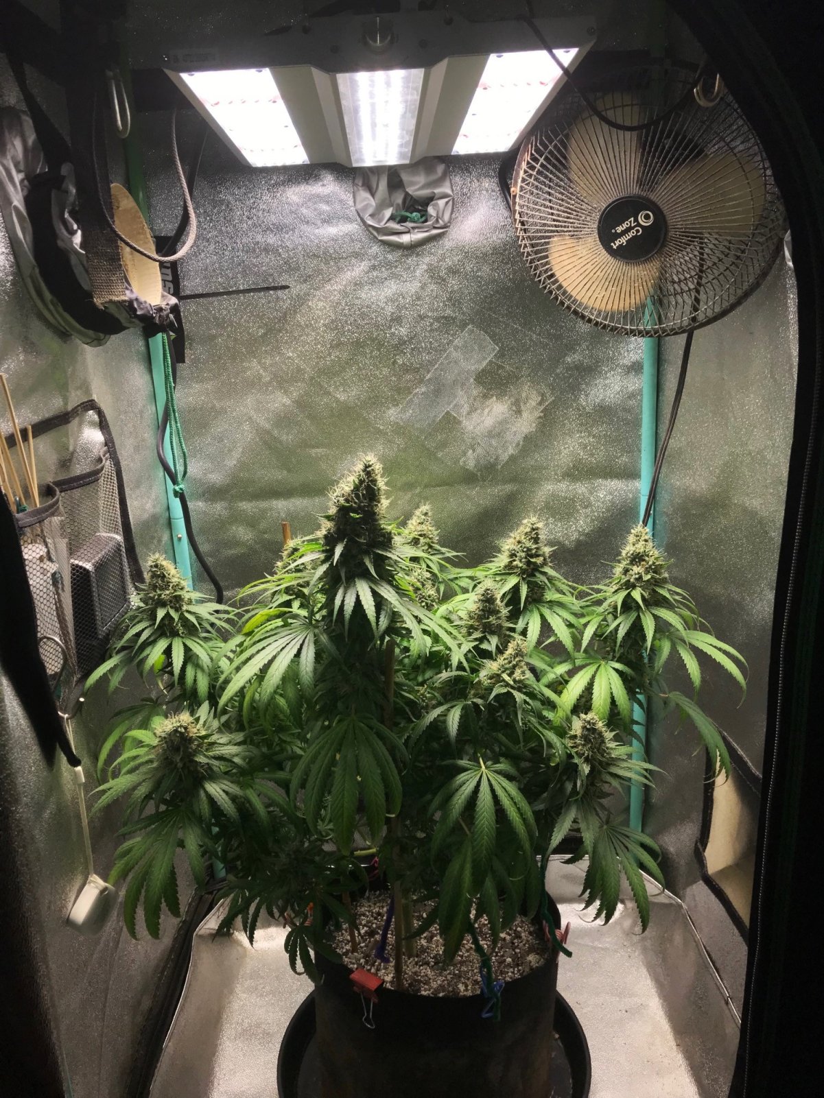 GM clone 5-7-23 F58.jpg