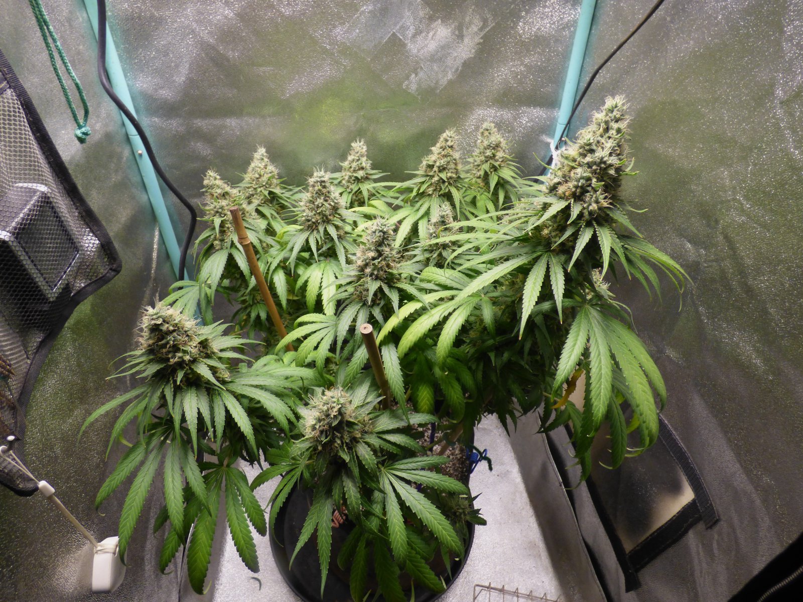 GM clone 5-8-23 F59 (1).JPG