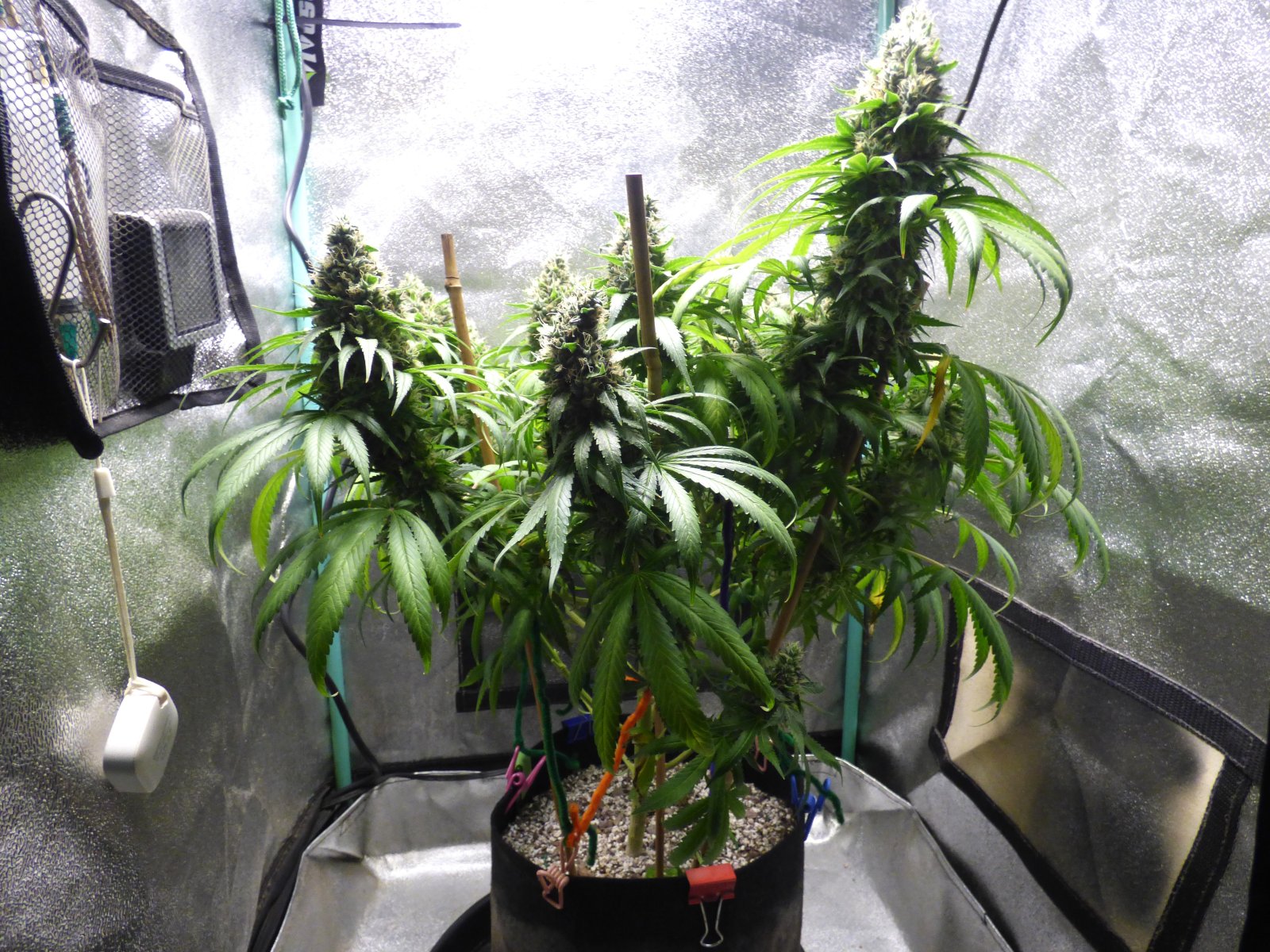 GM clone 5-8-23 F59 (2).JPG