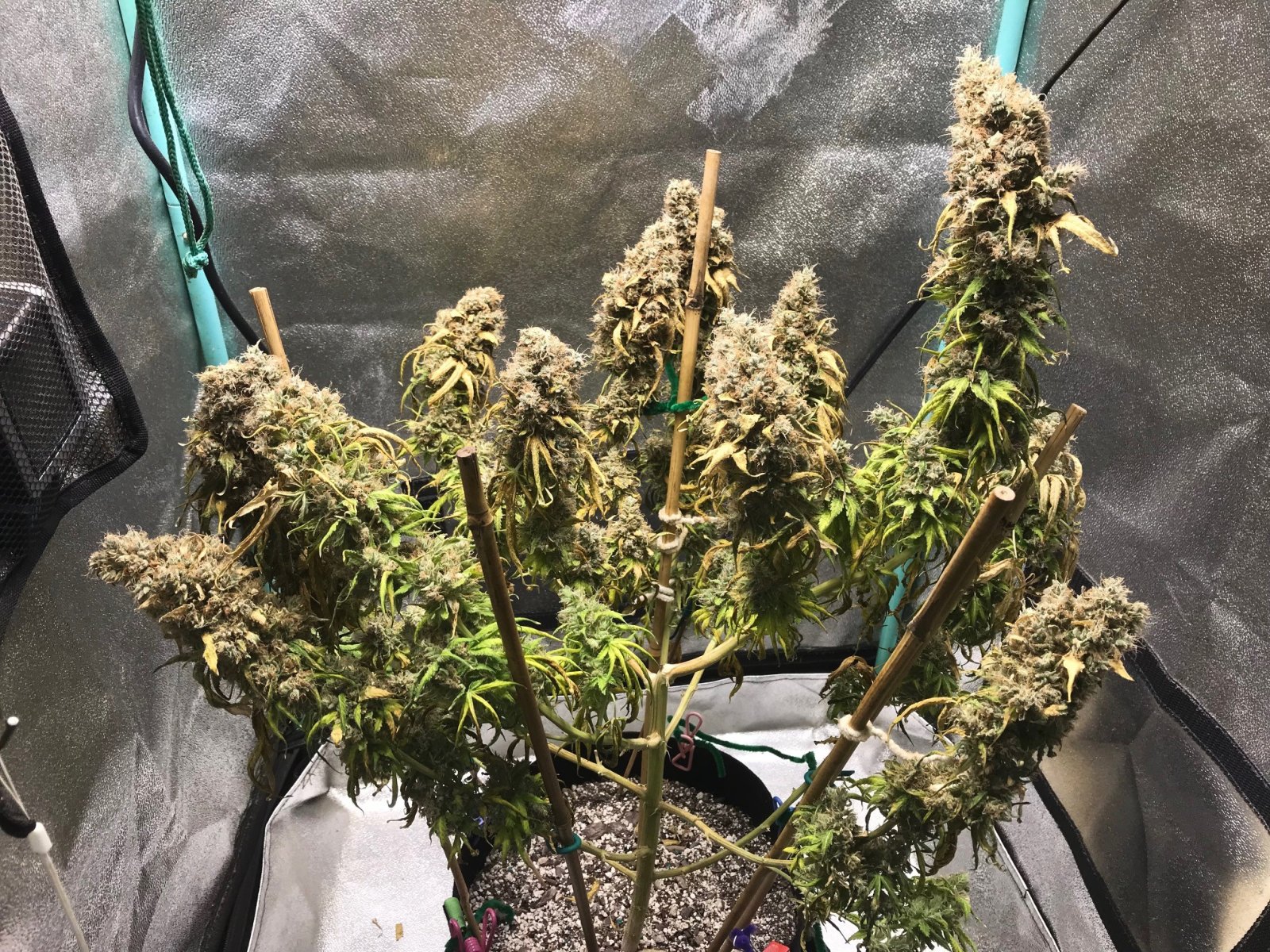 GM clone 6-5-23 F87 drought5.jpg