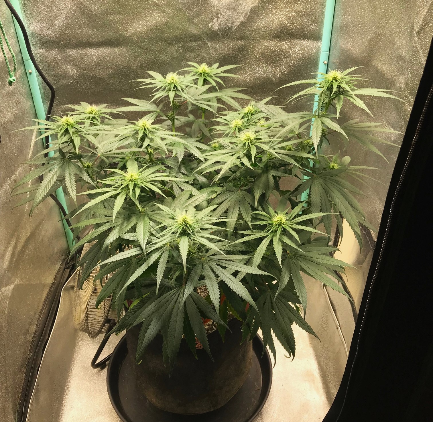 GM clone1 3-28-23 F19.jpg