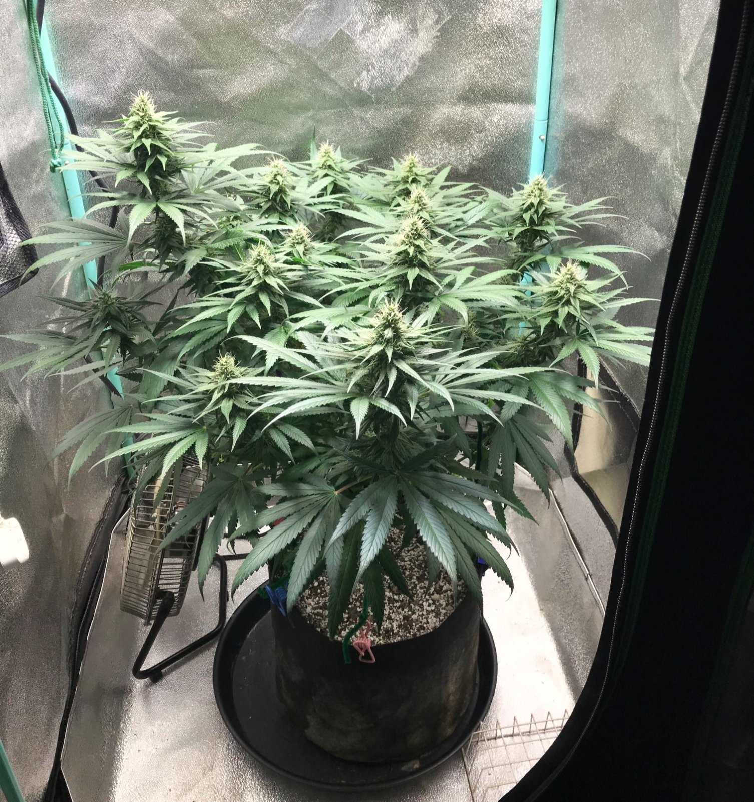 GM clone1 4-10-23 F32.jpg