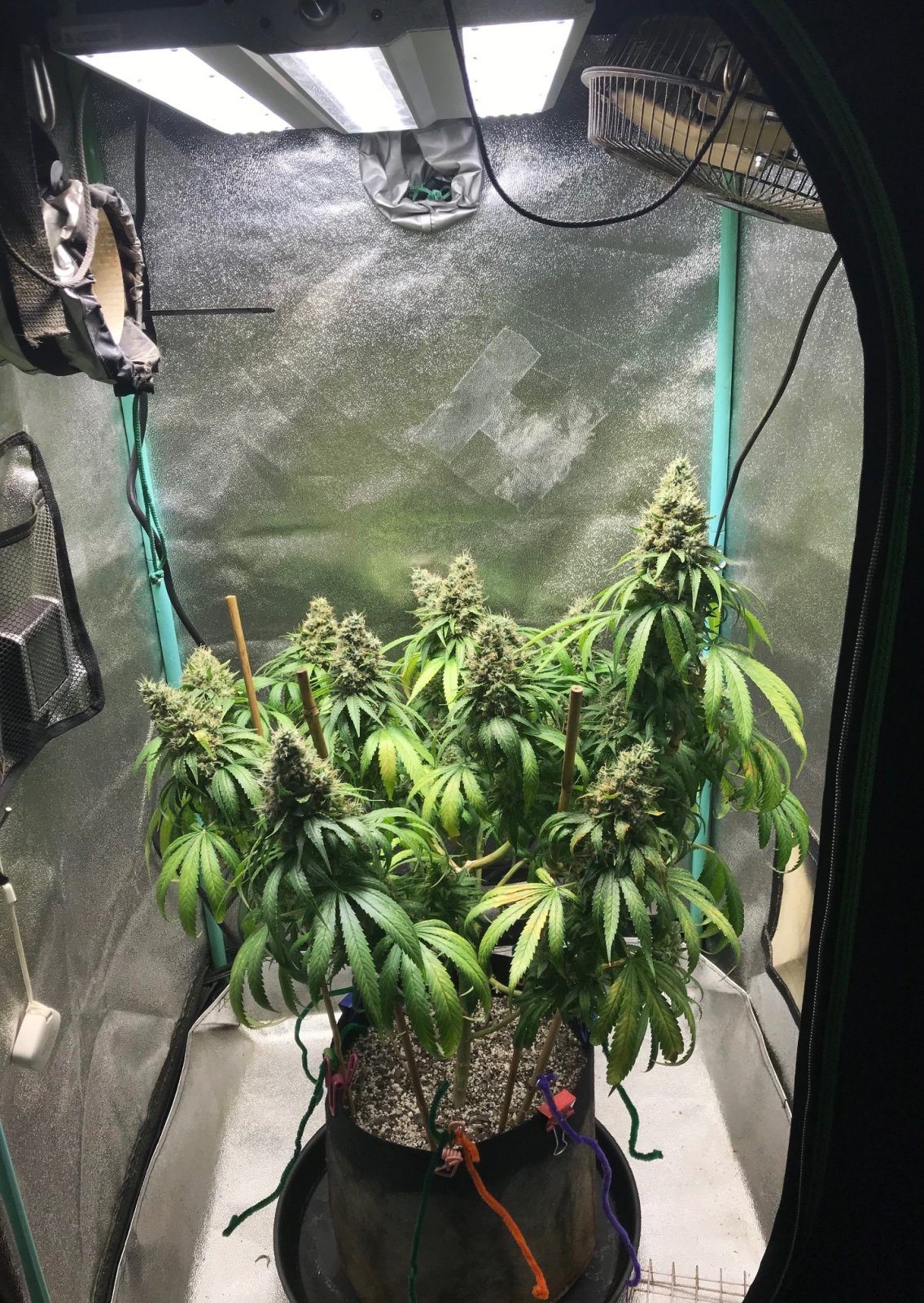 GM Clone1 5-16-23 F67.jpg