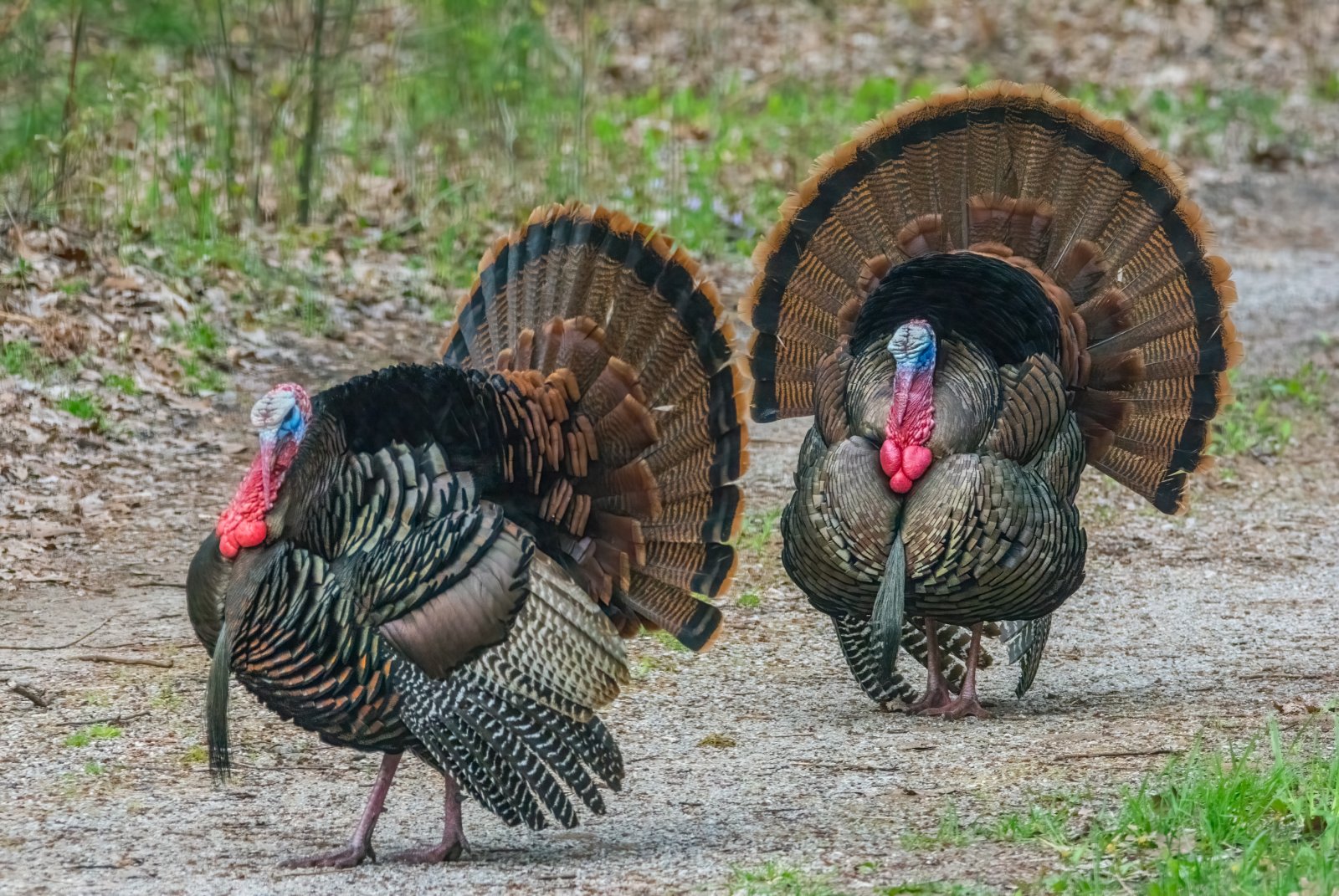 Gobblers and Hens.jpg