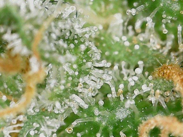 GPxBB END trichs (1).jpg