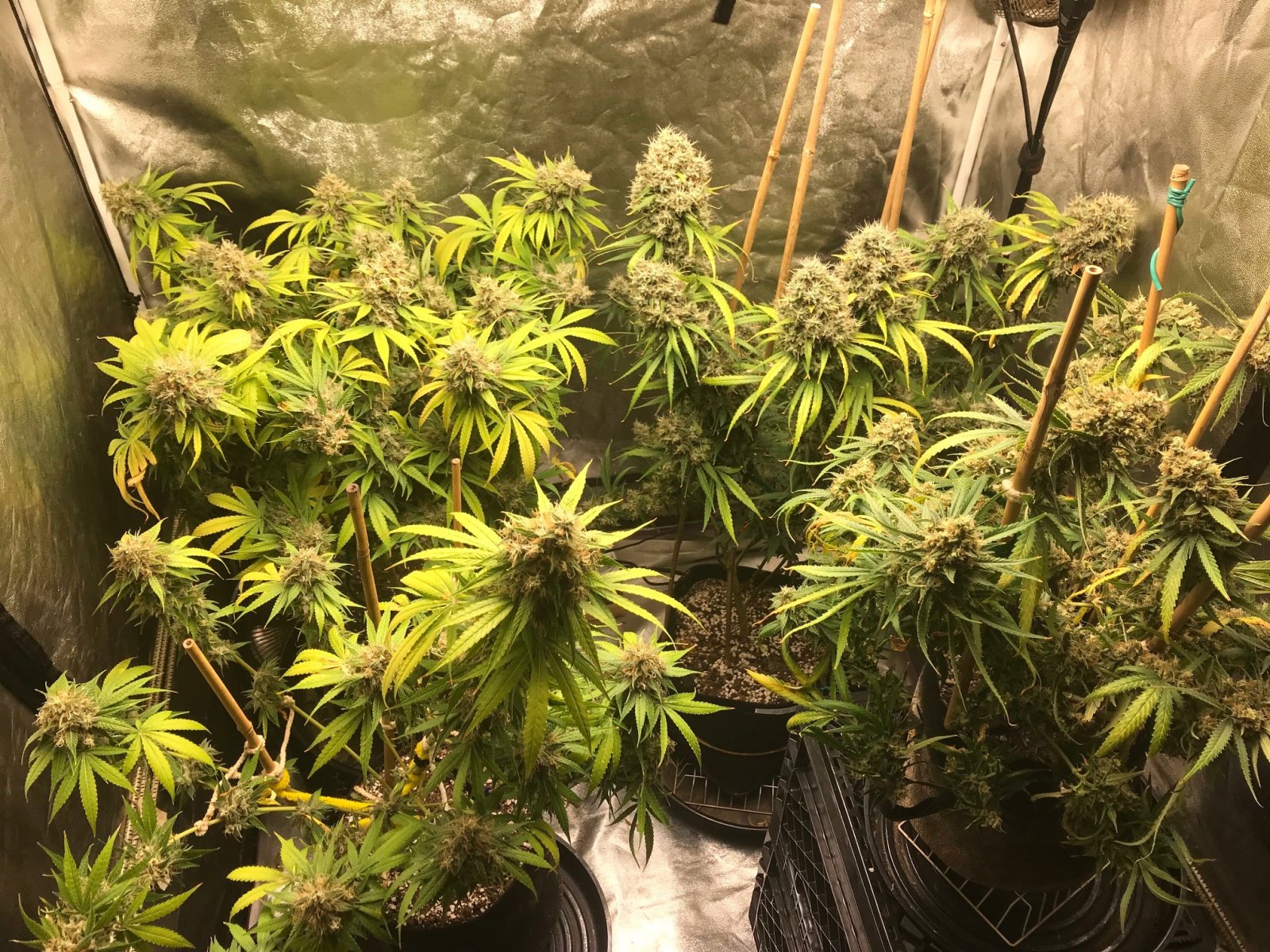 Greening clone 8-17-22 F68.jpg