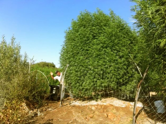 grow-giant-cannabis-plants.jpg