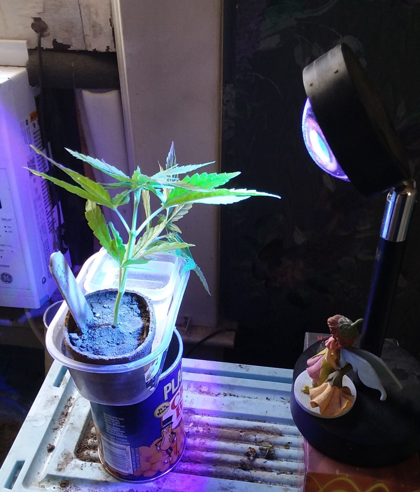 Grow Journal - RPGJCN-2024-2-06 - Bethany - Under Blurple Lamp.jpg