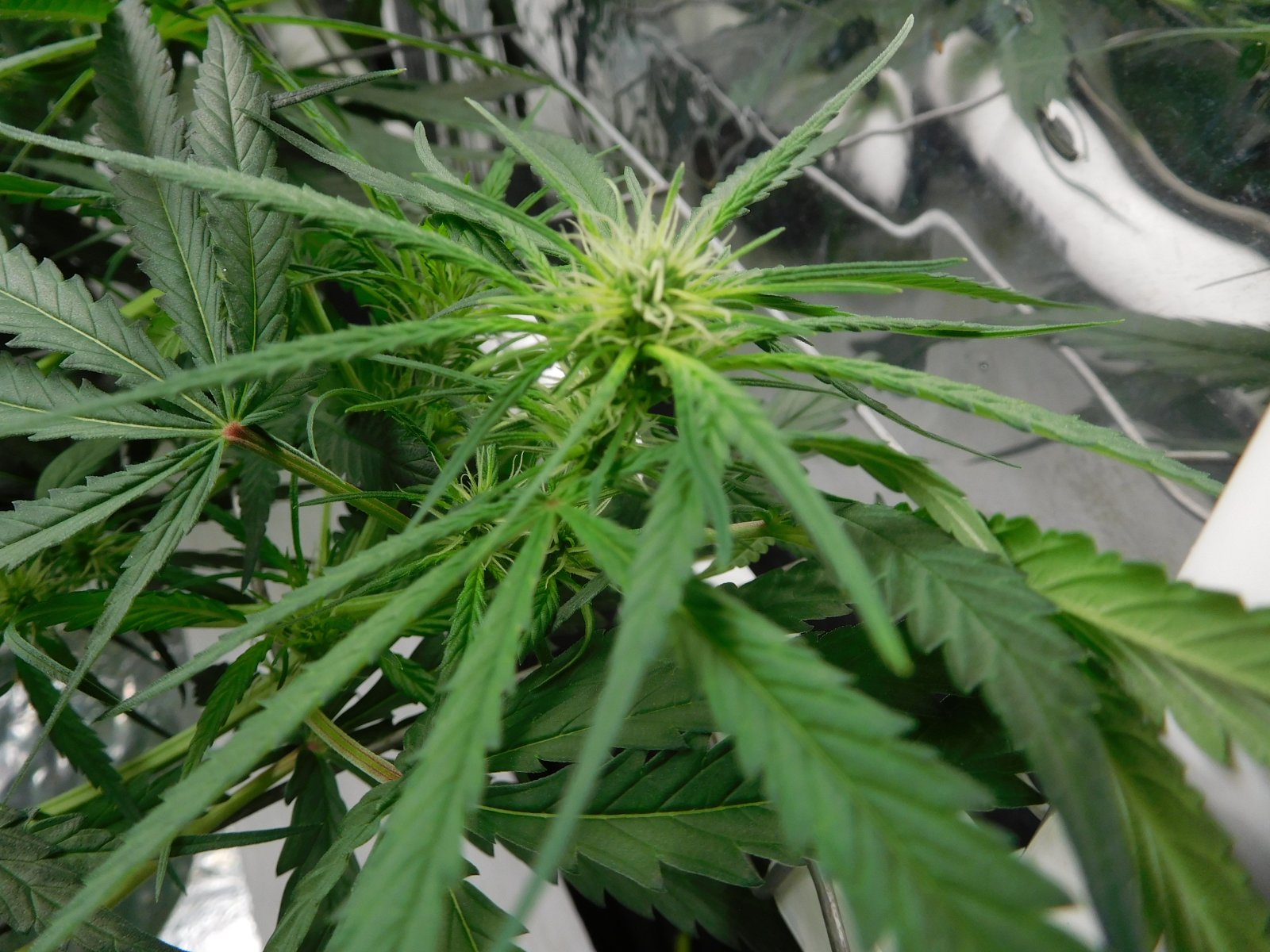 GT Day 30 flower (1).JPG