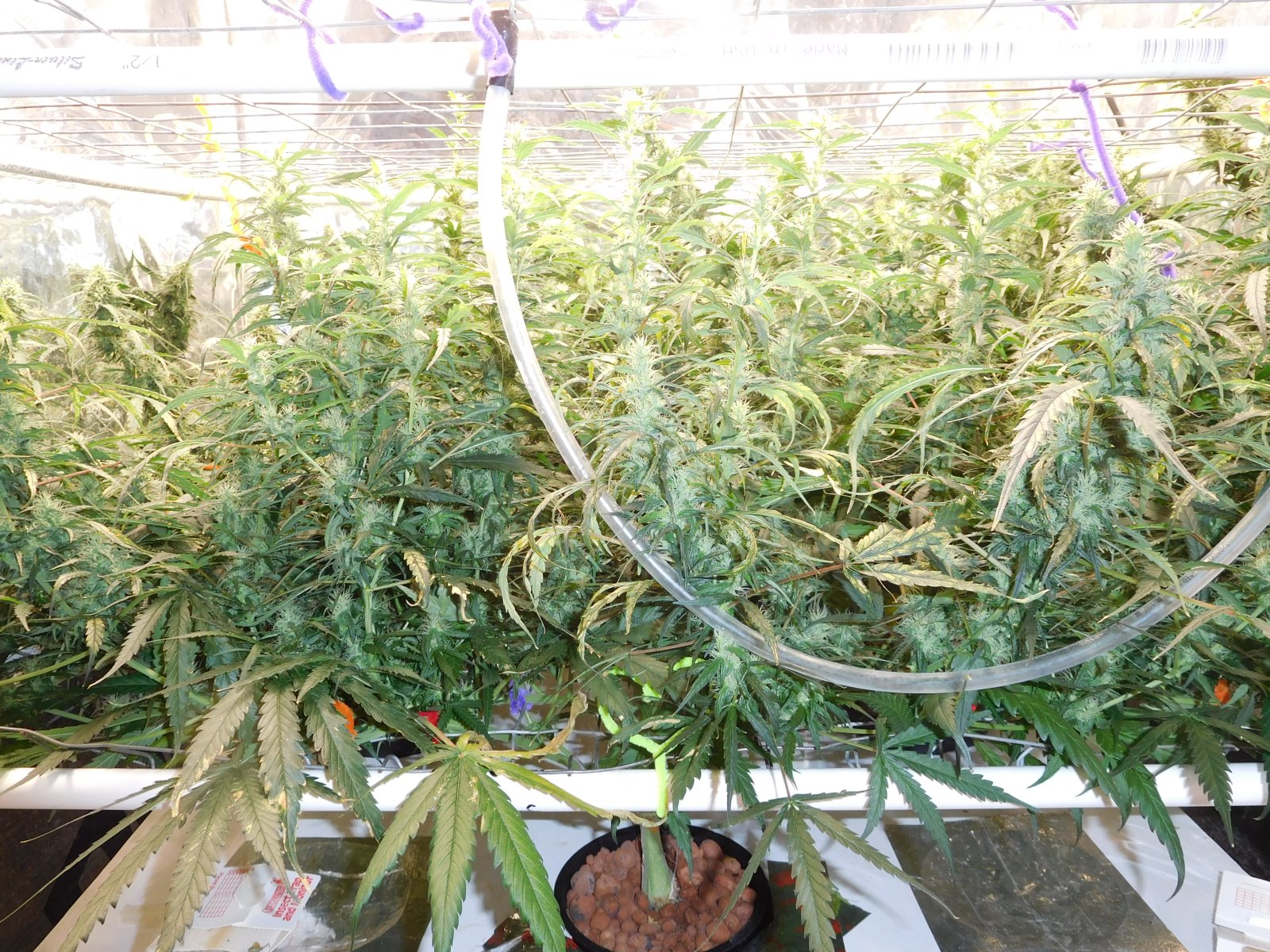 GT Day 56 flower (3).JPG