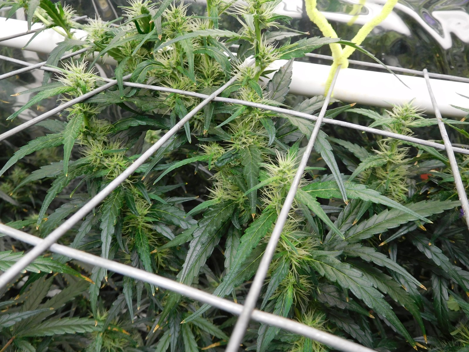 GT Day 59 flower (6).JPG