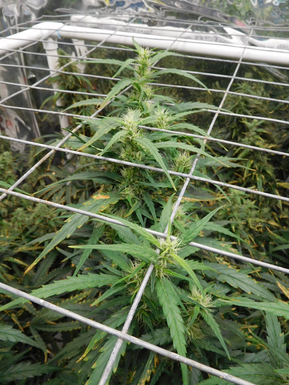 GT Day 69 flower (6).JPG