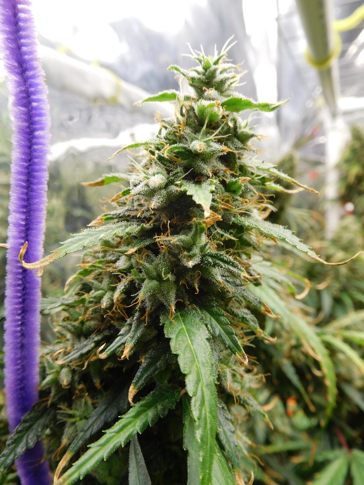 GT Day 76 flower (8).JPG