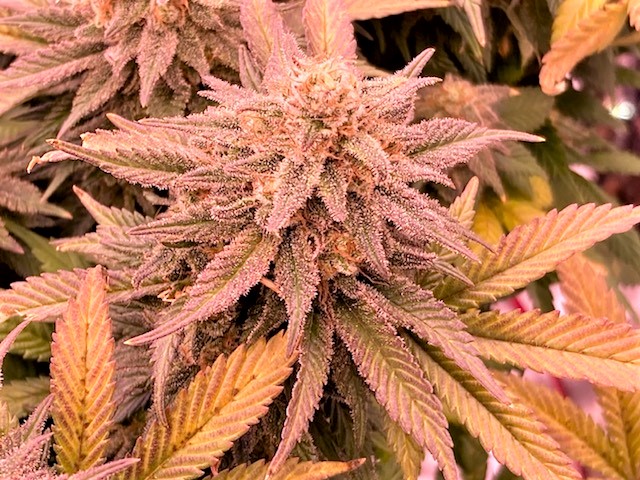 GTH bud 11 23.jpg