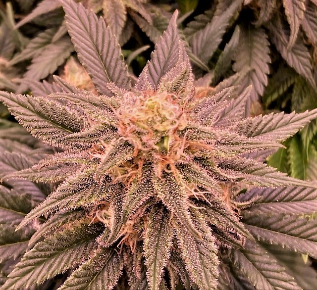 GTH bud 3 11 6.jpg